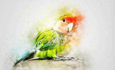 Colorful art, parrot, bird