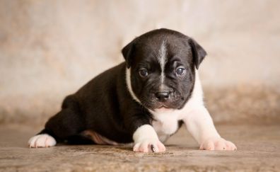 Staffordshire bull terrier puppy, dog, cute baby