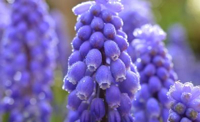 Muscari blue flowers
