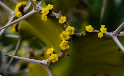 Cactus thorns, yellow flowers