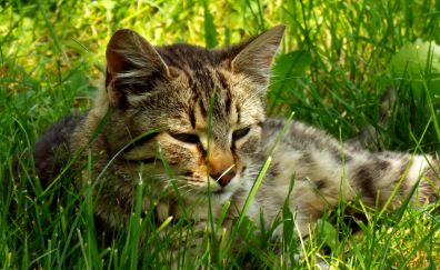 Cat muzzle lying in grass