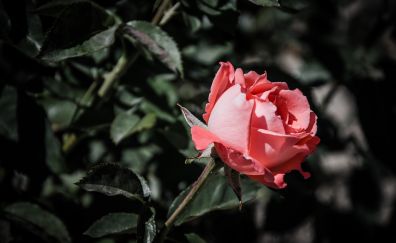 Garden, rose flower, red