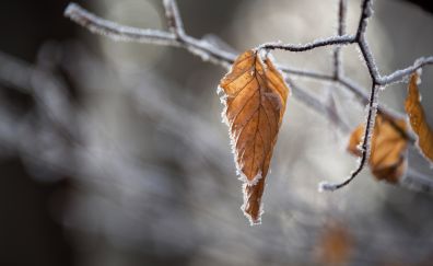 Snow frost, dried leaves, blur