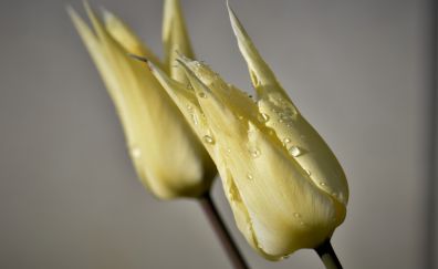 Yellow tulip bud, water drops