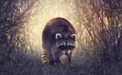 Raccoon, animal, wildlife