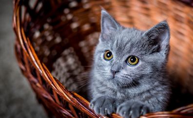 Kitten in basket, baby animal