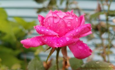 Water drops, pink rose, 4k