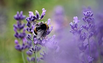 Bee, insect, pollination, lavender flowers