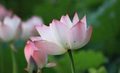 Pink, lotus, flower, bloom