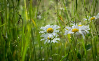 Daisy, meadow, summer, flowers field
