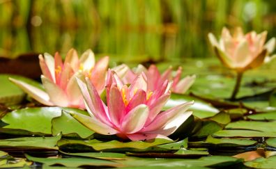 Water lily, pink, flowers, pond, blossom, leaves