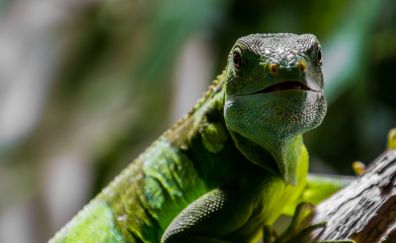 Green Lizard reptile muzzle