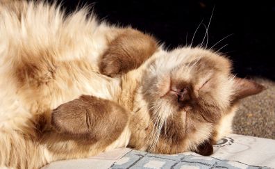 Sleeping cat, British shorthair, cat, fat