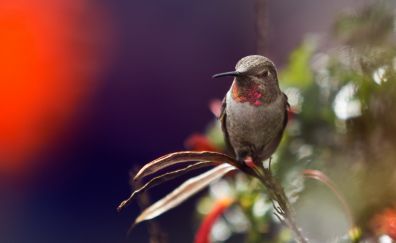 Beautiful, small, hummingbird, close up
