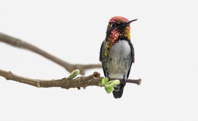 Hummingbird, cute, small, bird, sit