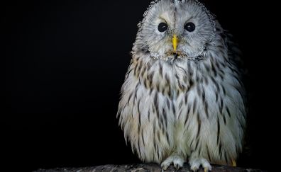 White owl, stare, bird, predator