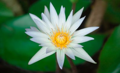 Water lily, bloom, white flower, close up