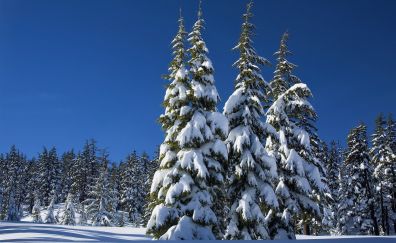 Winter, blue sky, trees, snowfall