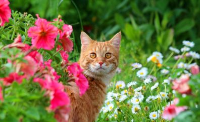 Orange cat, meadow, flowers, animal