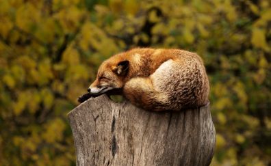 Fox, sleeping, wild animal