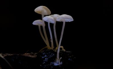 Mushroom, nature, dark, night