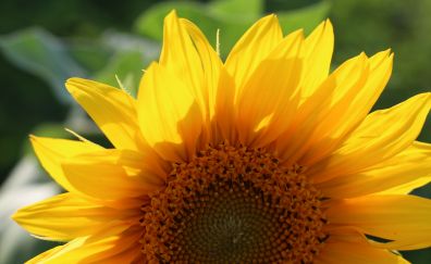Sunflower, yellow flower, petals, bloom