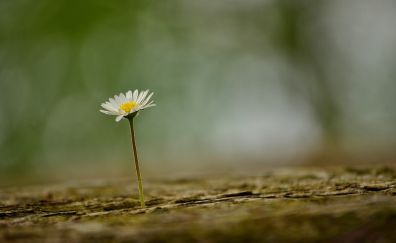 Spring, daisy flower, blur