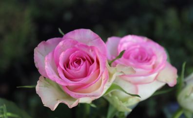 Pink roses, close up, blossom, 5k