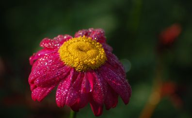 Pink flower, dew drops, daisy