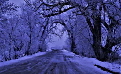 Road, winter, big trees