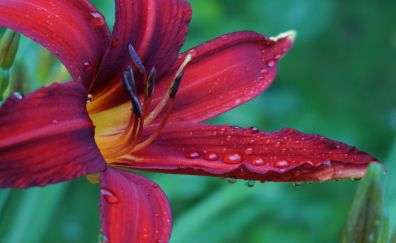 Lily, flowers, close up, water drops, pollen