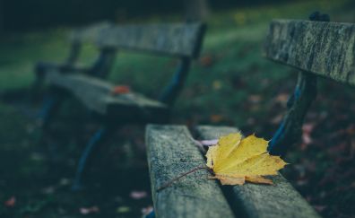 Leaf, autumn, bench