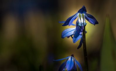 Blue flowers, blossom, blur