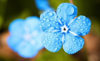 Blue flower, close up, water drops