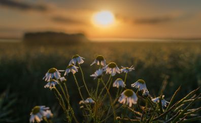 Sunset, blur, daisy flowers, meadow