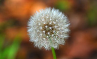 Dandelion, white flower, blur