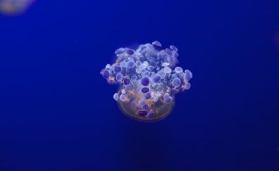 Jellyfish, tentacles, underwater, blue