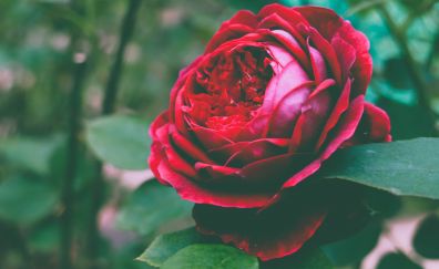 Rose, romantic, red flower, beautiful