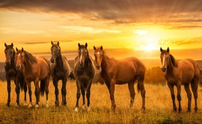 Horses, herd, sunset, landscape, 4k