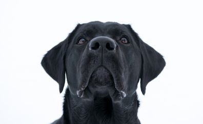 Dog, Labrador Retriever, black, muzzle, 4k