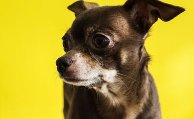 Chihuahua dog muzzle