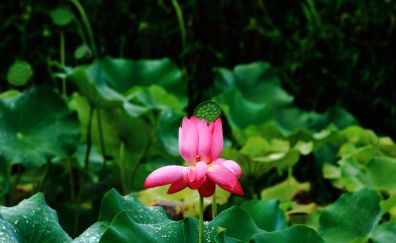 Pink lotus, bud, leaves, bud, pond