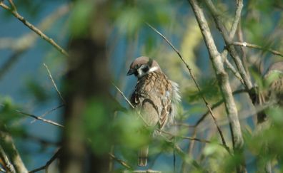 Sparrow bird, sitting, tree branch, blur