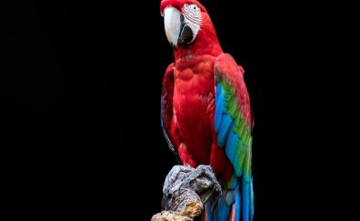 Macaw, red green parrot, bird, portrait