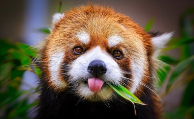 Cute, red panda muzzle, animal