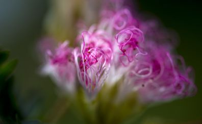 Flower, macro, pollen, pink
