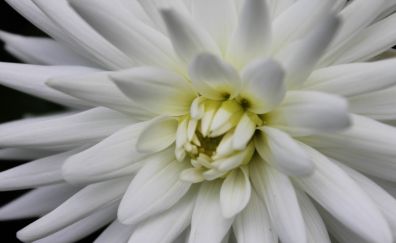 Close up, white flower, petals