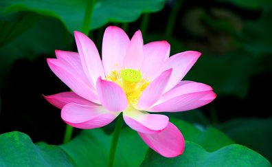 Pink, beautiful, flower, lotus