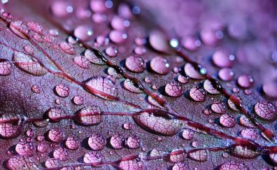 Water drops, purple leaf, close up