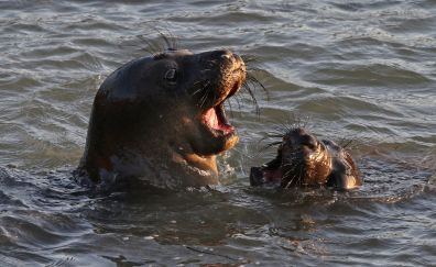 Water animals, seals, fun time, swim